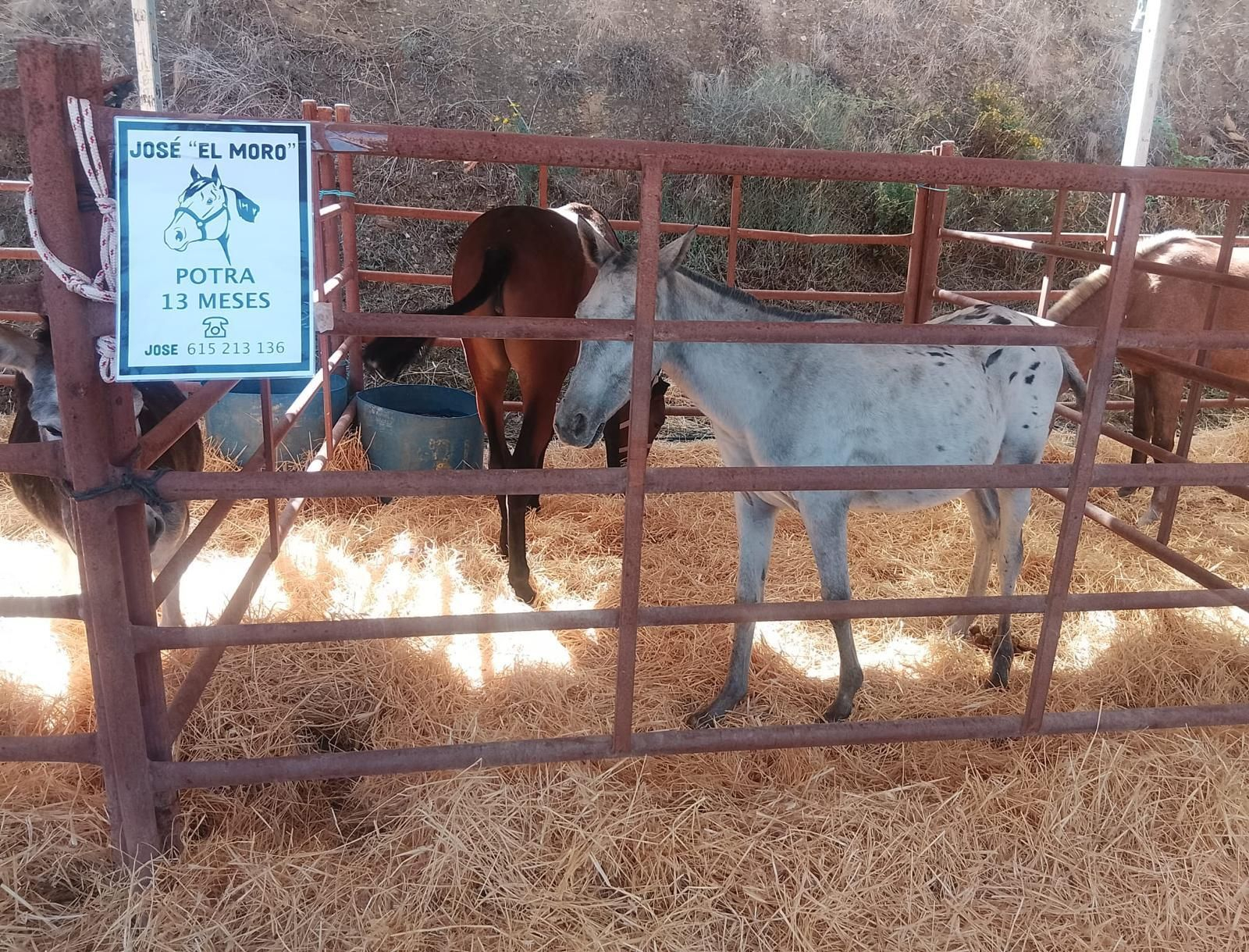 Así se ha vivido la II Feria Equina de Abla