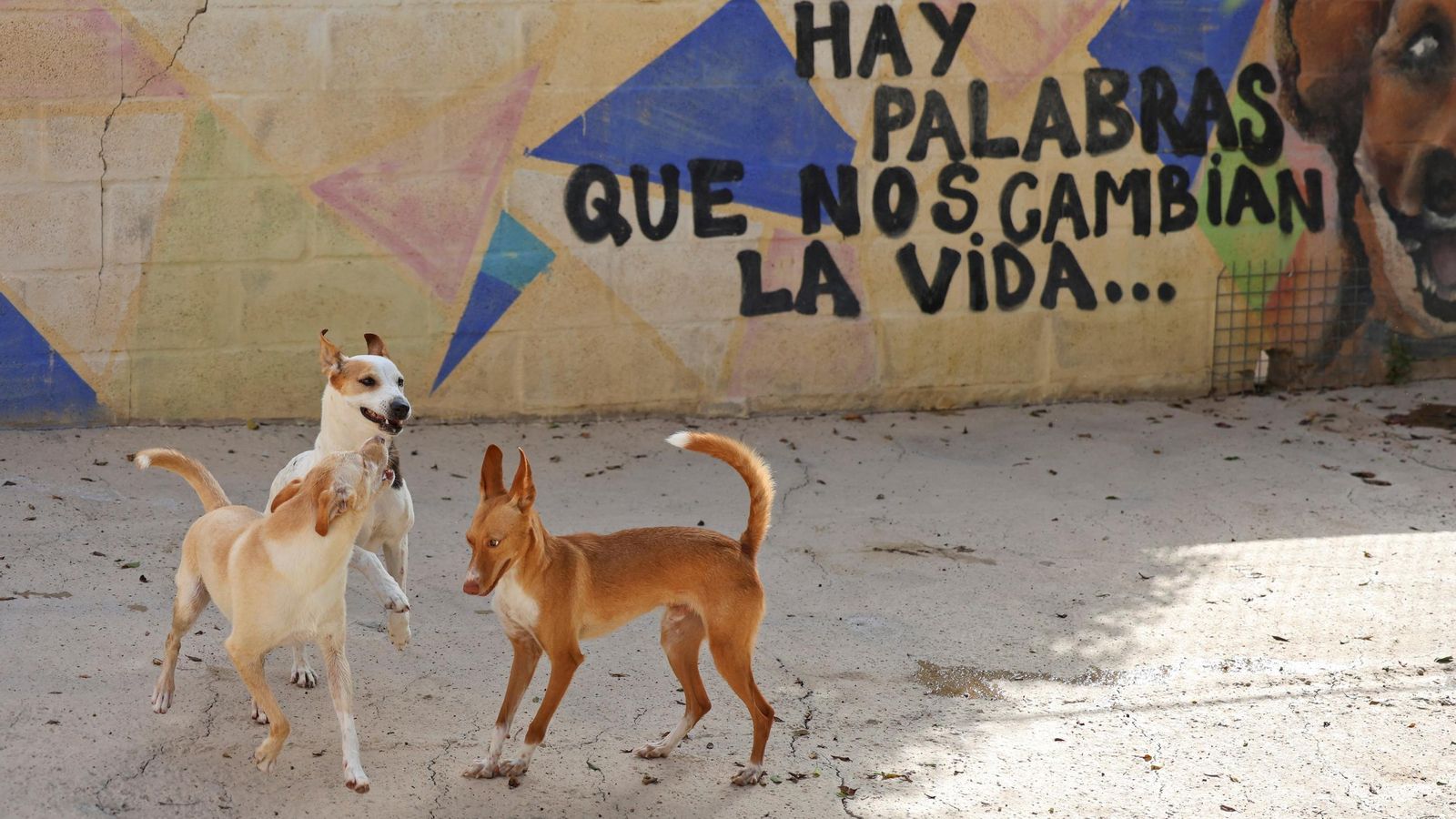 Los perros que buscan familia en la protectora de Animales de Málaga