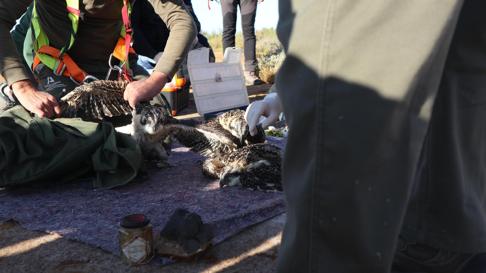 Anillamiento de tres pollos de águila pescadora nacidas en el Paraje Natural Marismas del Odiel