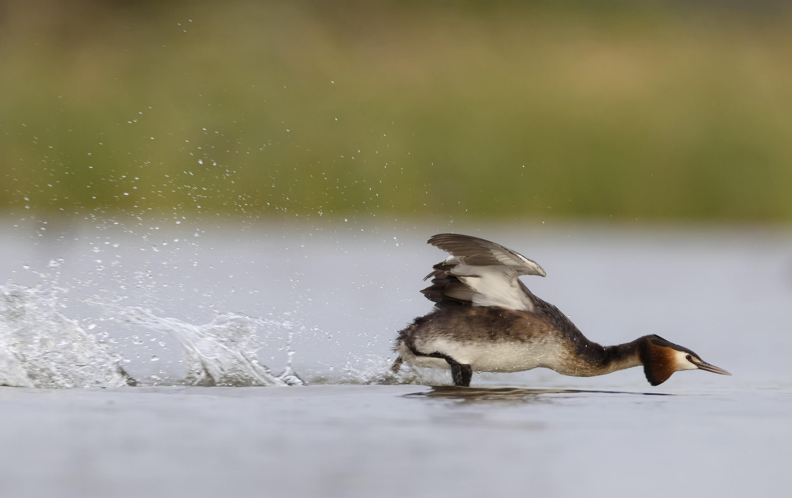 Doñana, imágenes de un mosaico de ecosistemas único