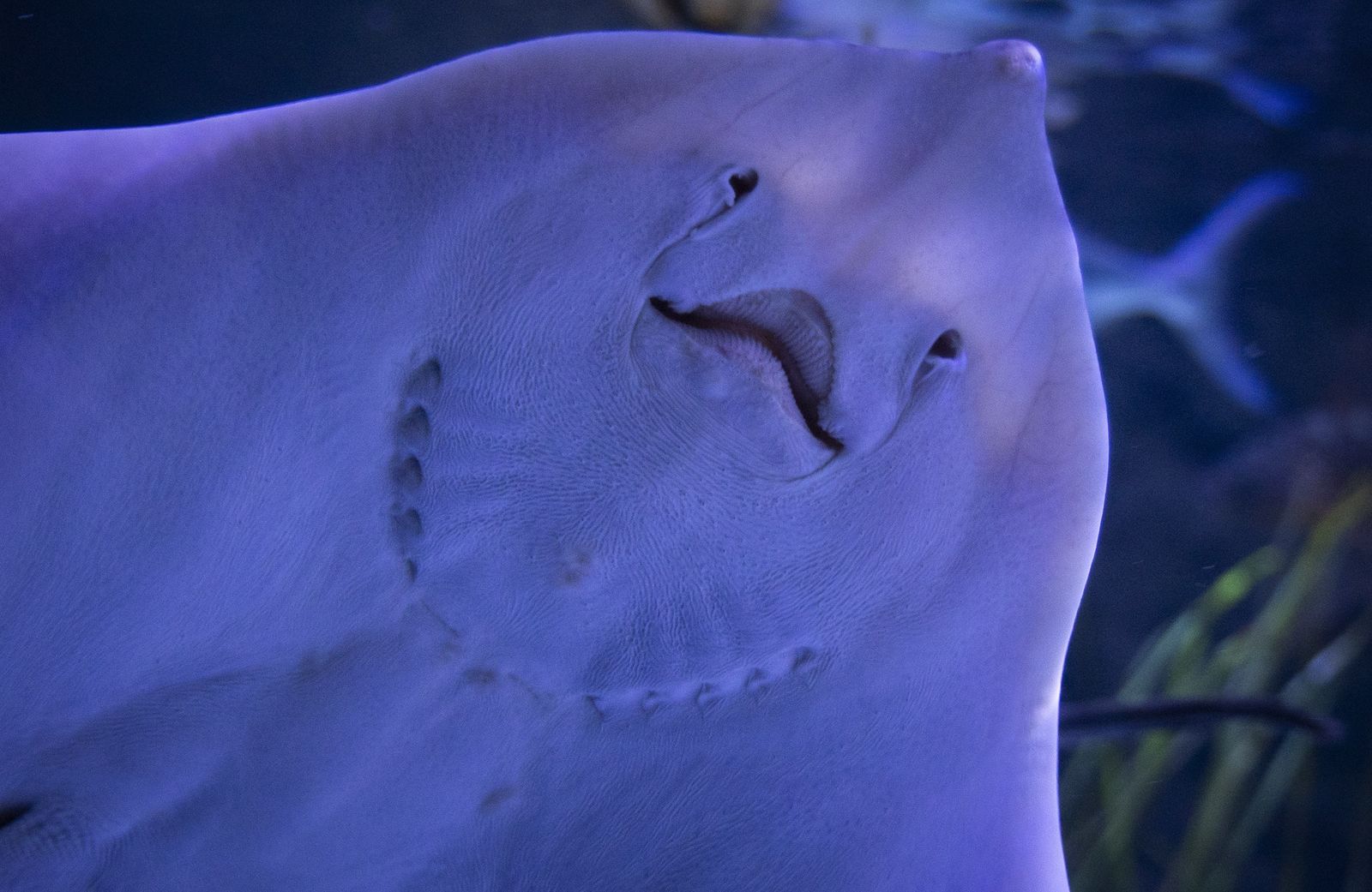 La reapertura del acuario de Sevilla, en imágenes