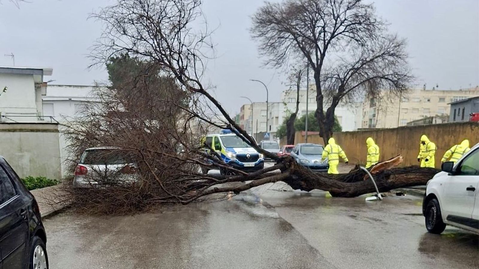 Los bomeros retiran un árbol derribado por el viento en La Línea.