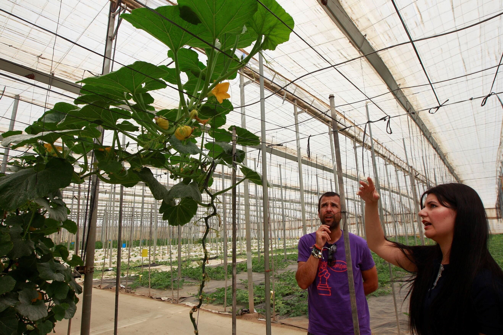 Vea cómo es el Zucchiolo, el producto de moda de la huerta almeriense