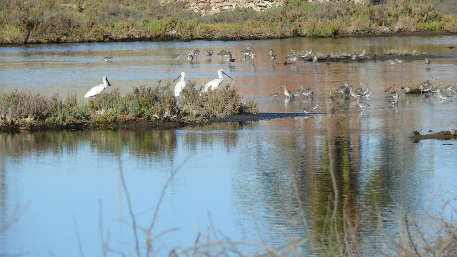 Se pueden ver numerosas aves que anidan aquí y viven también en Marismas del Odiel.