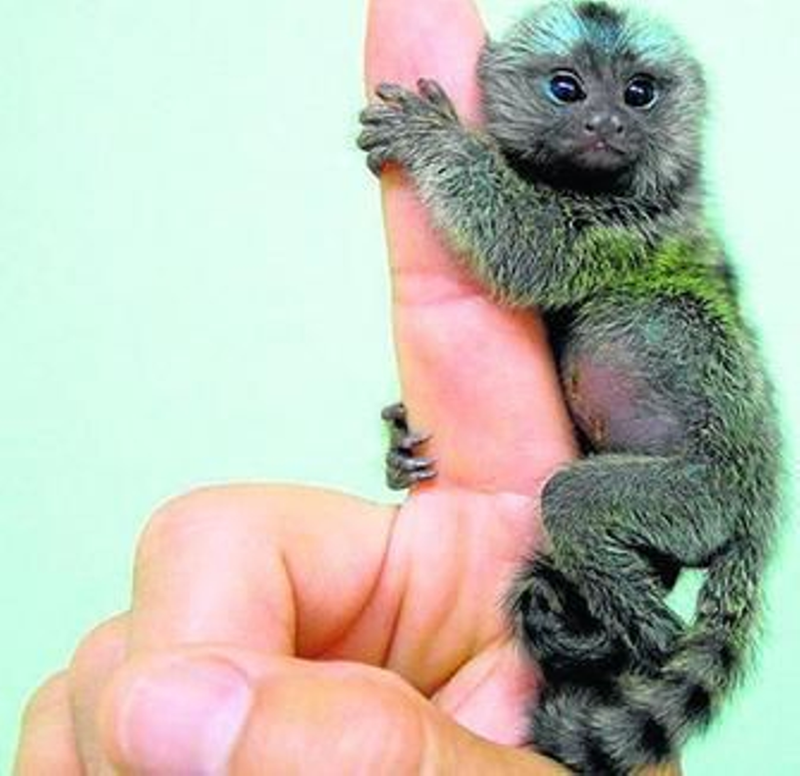 Imagen de un Tití pigmeo, especie que ya se encuentra en el zoo