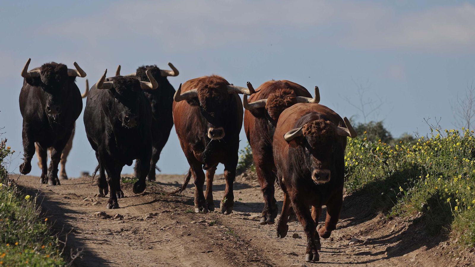 Toros de Núñez Benjumea que se lidiarán durante la temporada de 2025. Toros de Núñez Benjumea que se lidiarán durante la temporada de 2025.