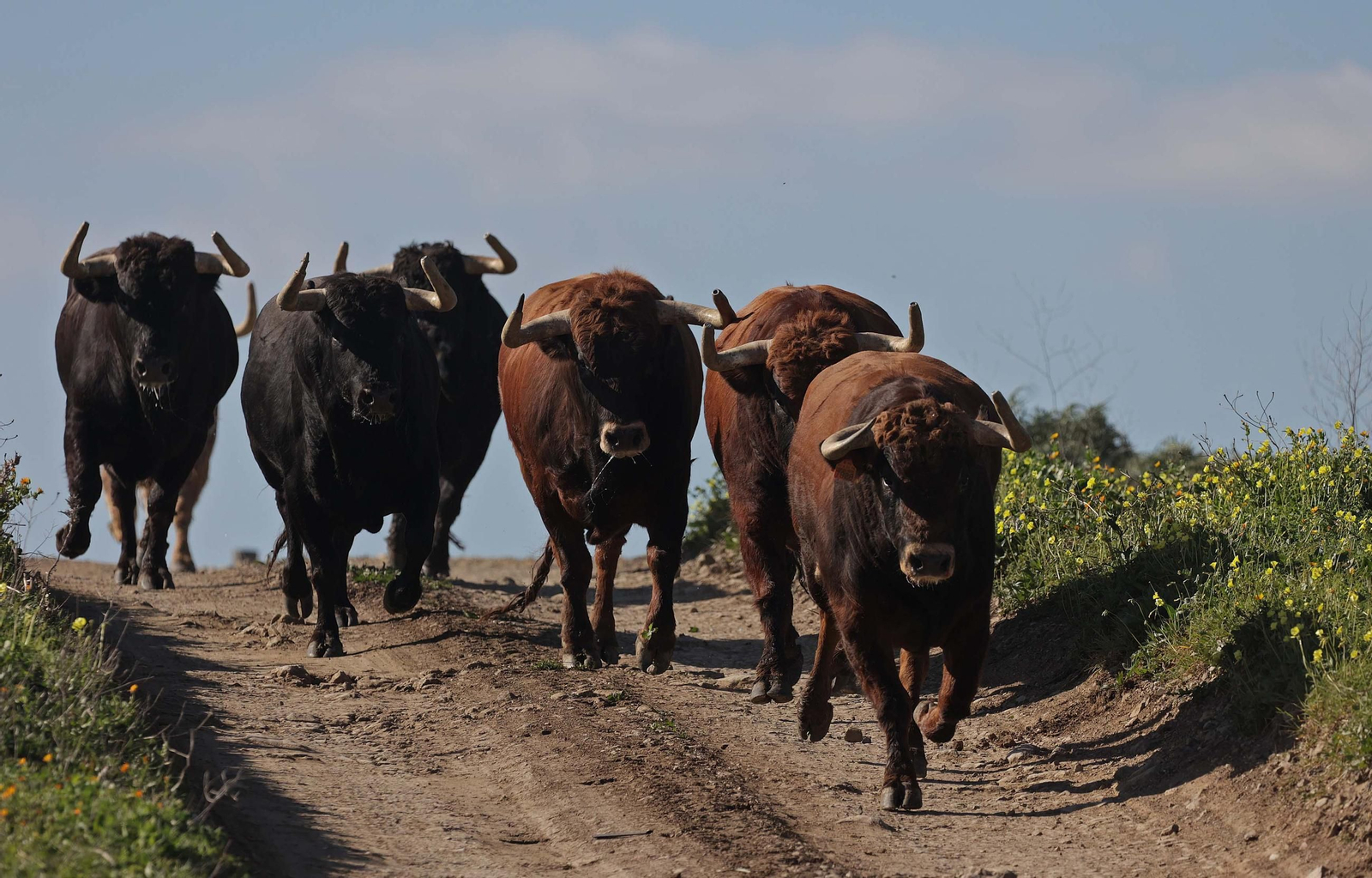 Álvaro Núñez Benjumea debuta este 2025 en Pamplona como gran sorpresa ganadera de los sanfermines, en imágenes