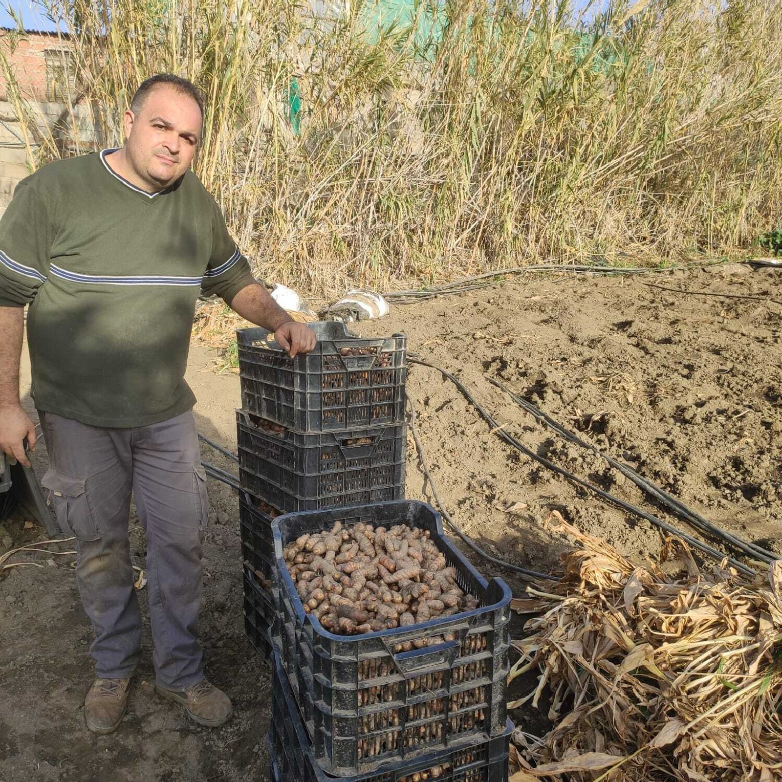 David Ruiz, junto a su producción de raíces de cúrcuma