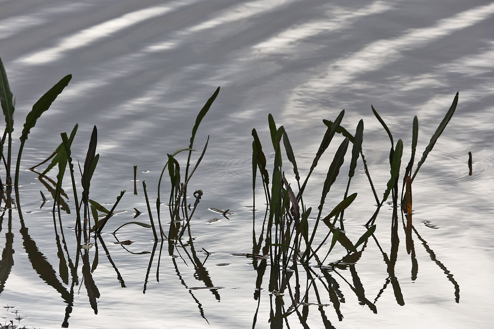Estado actual en el que se encuentran las Marismas del Rocío tras las últimas lluvias