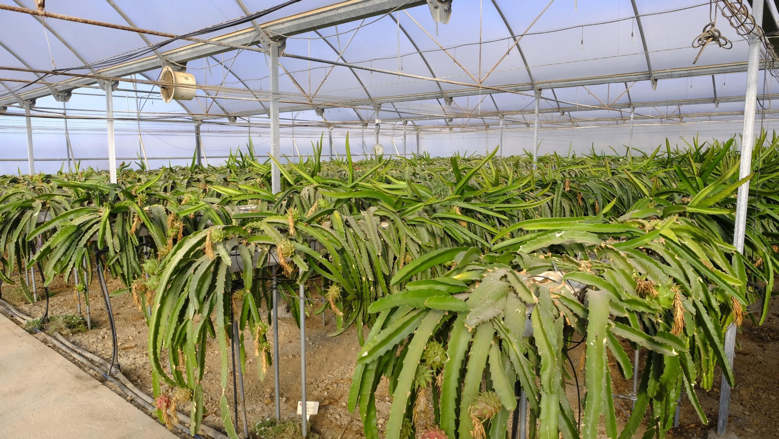 Jornada de puertas abiertas en la Estación Experimental Cajamar Las Palmerillas, en fotos