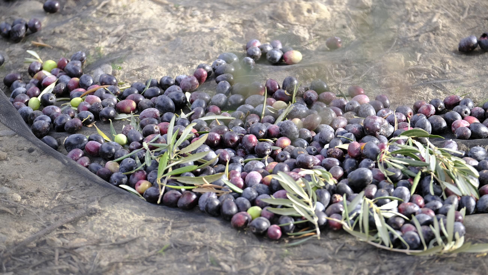 Época de recogida de aceitunas, en imágenes