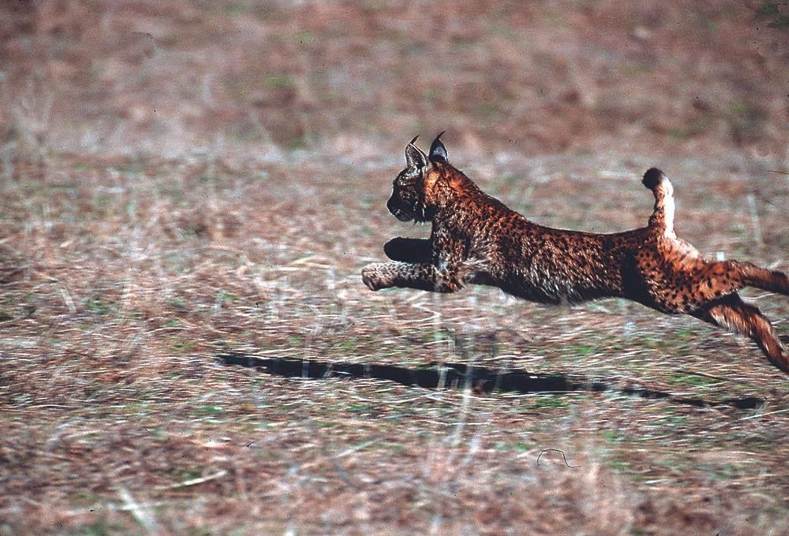 Visitantes de España, centroeuropa y Reino Unido vienen cada año para hacer lynxwatching (avistamiento del lince).