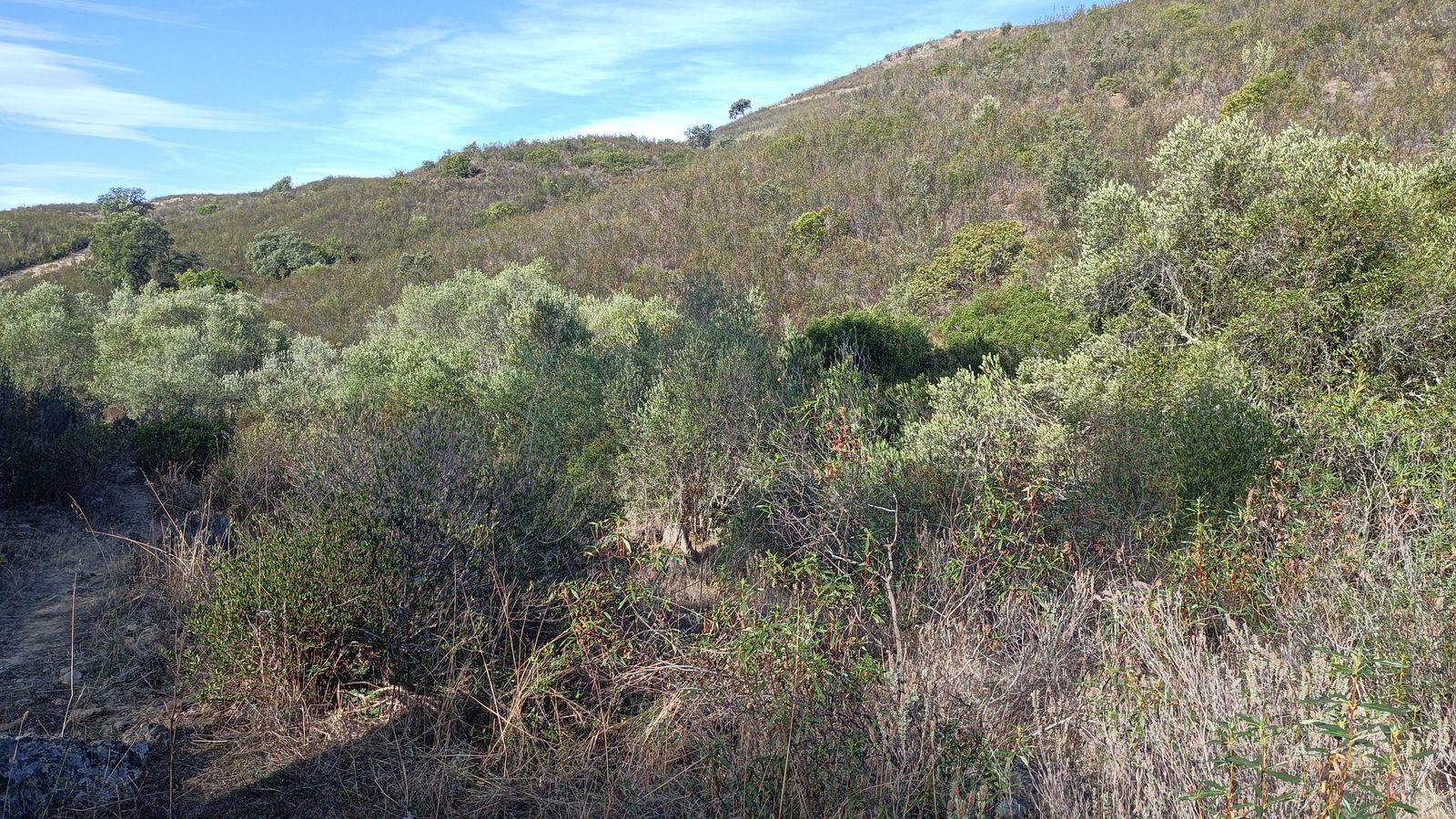El sendero se hace algo más abrupto, pasando a un lado y otro de un arroyo. Hay que fijarse en los postes del PR.