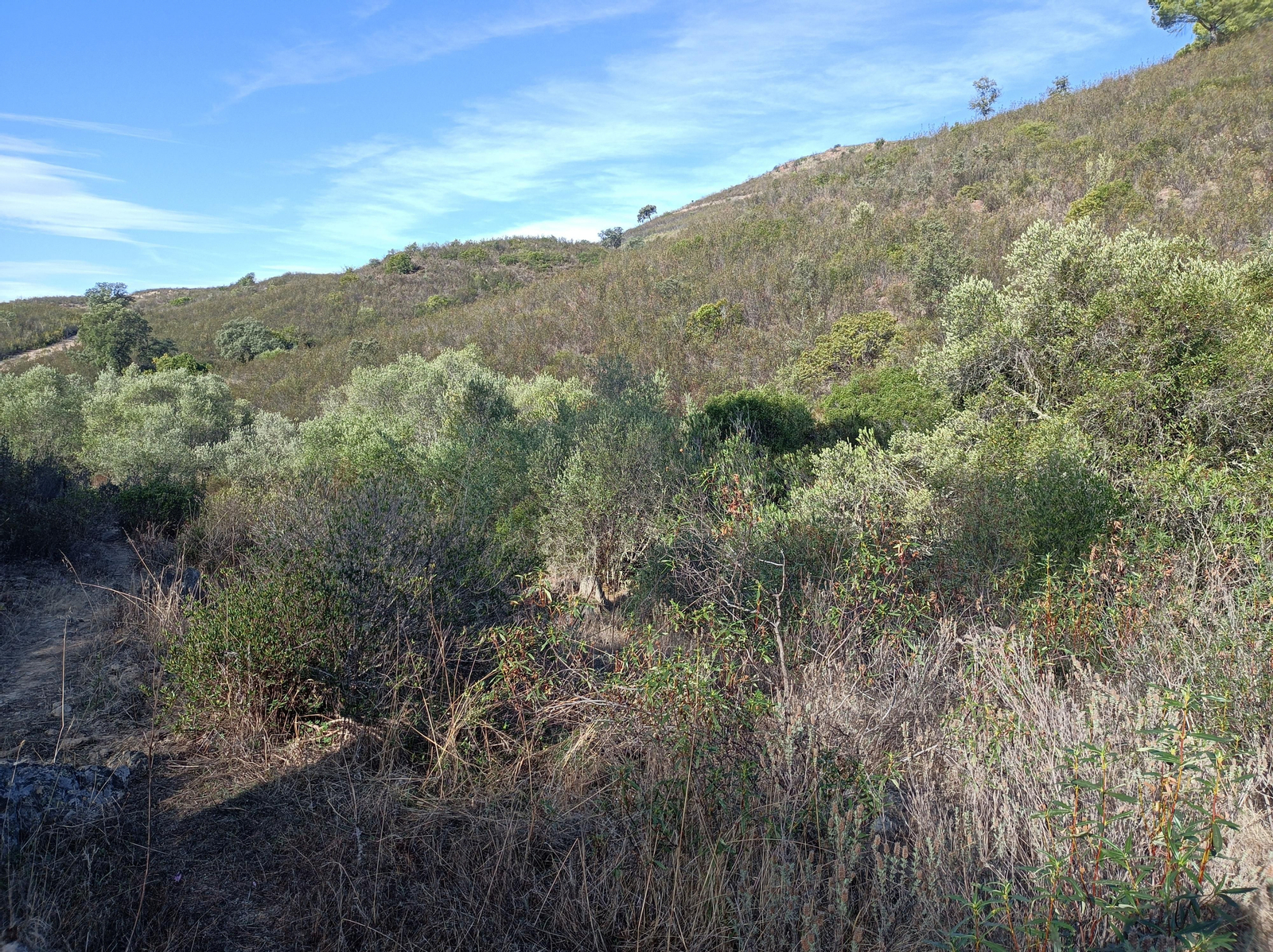 El sendero se hace algo más abrupto, pasando a un lado y otro de un arroyo. Hay que fijarse en los postes del PR.