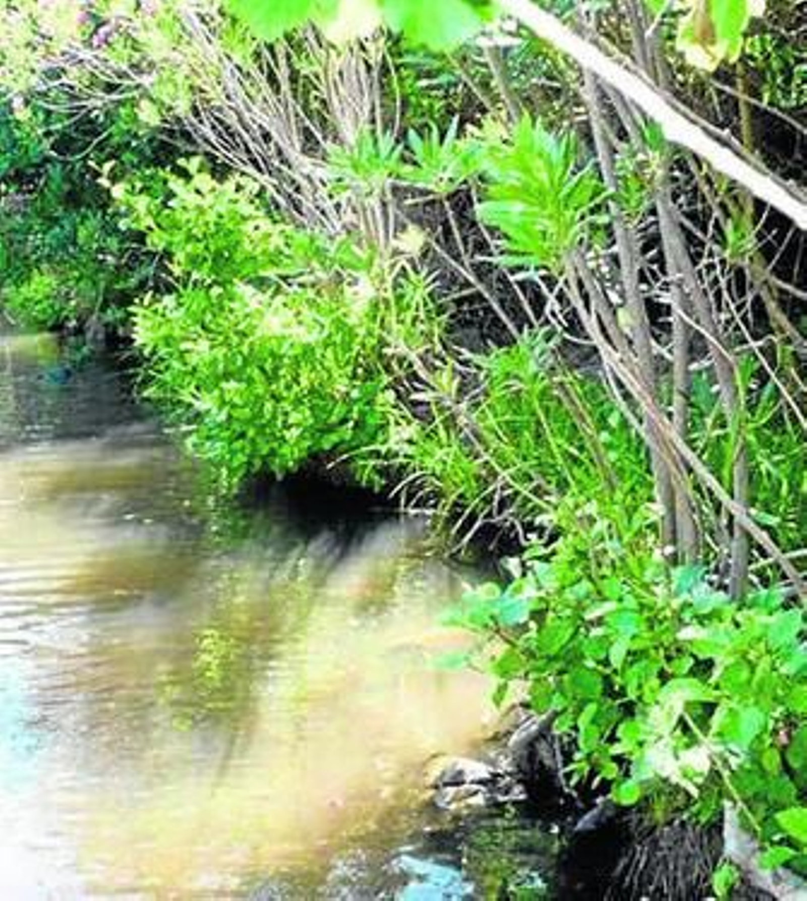 Vista parcial de la ribera del río tras la reforestación.