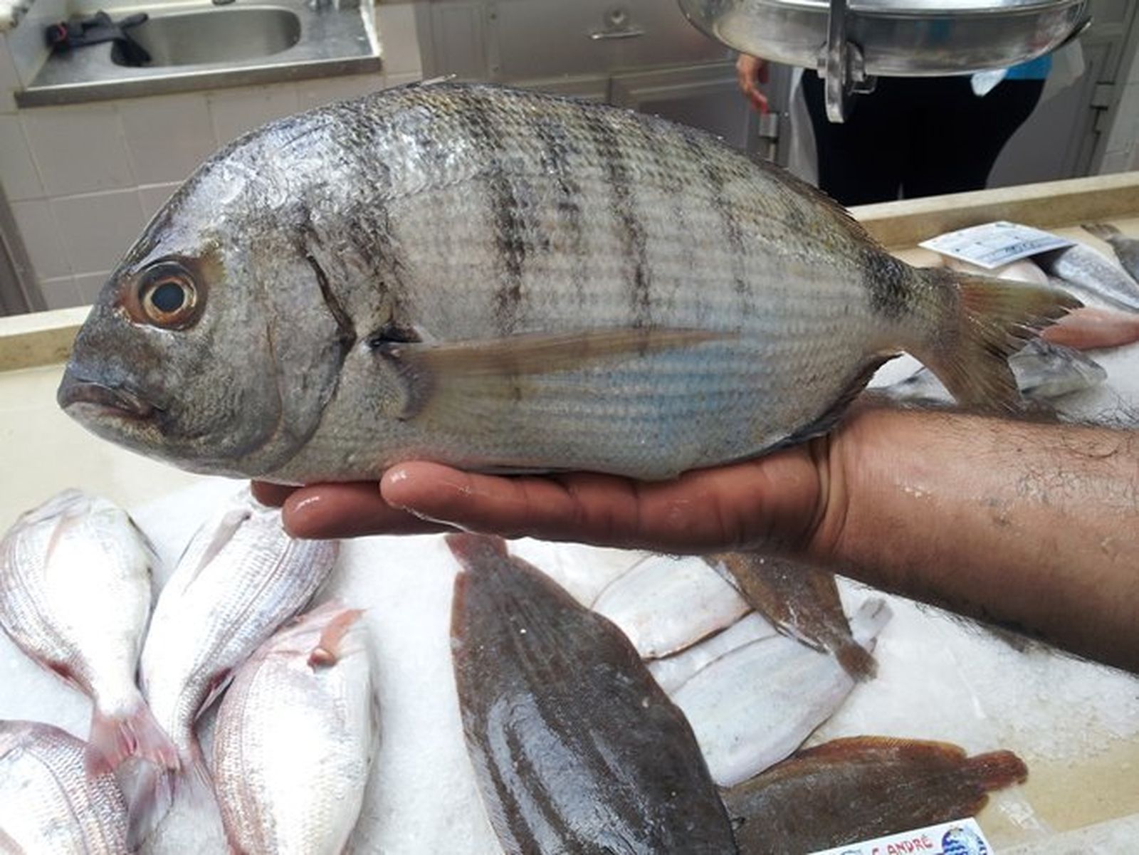 Sargo: 'Diplodus Sargus'