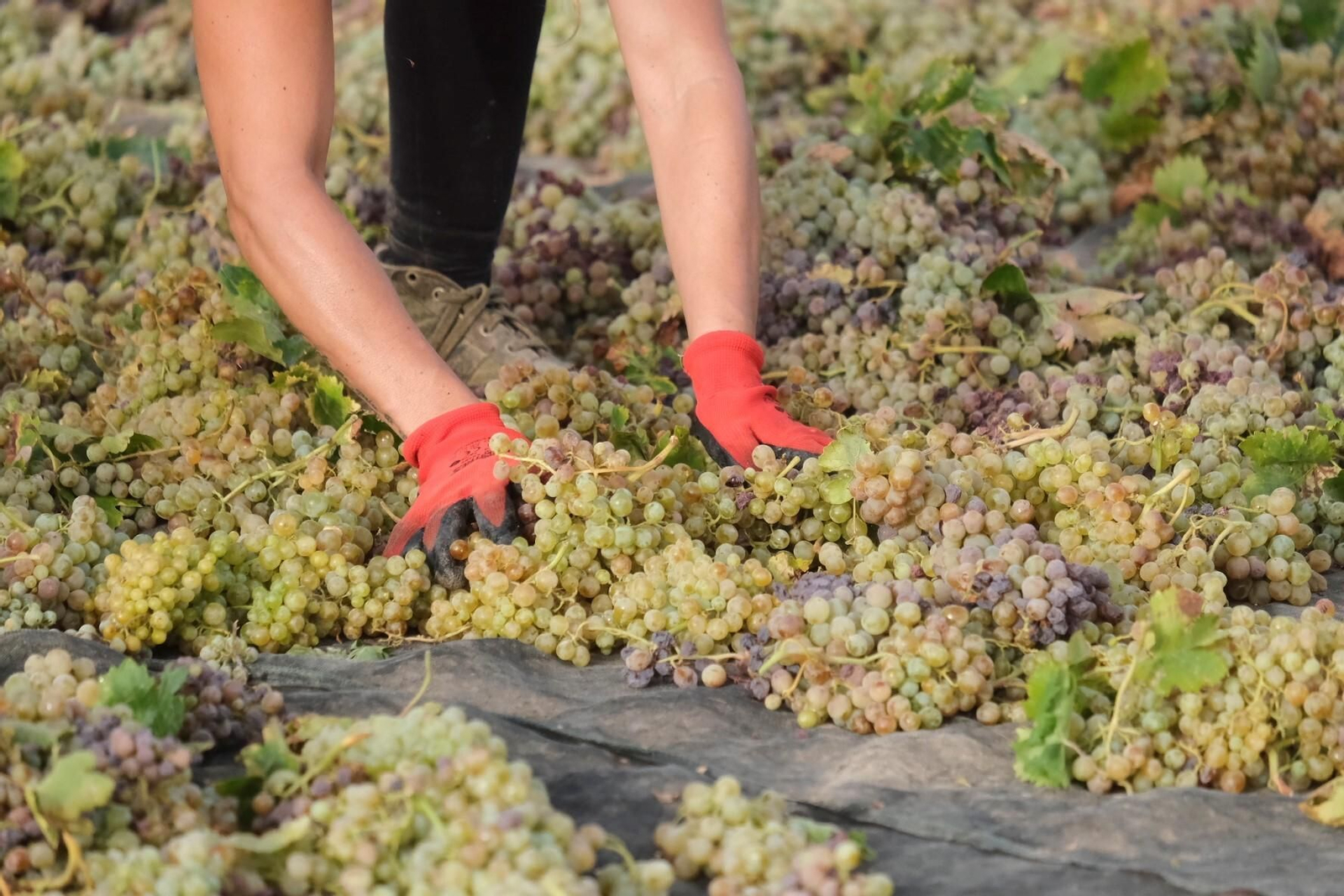 La vendimia en una pasera de Montilla-Moriles, en fotografías