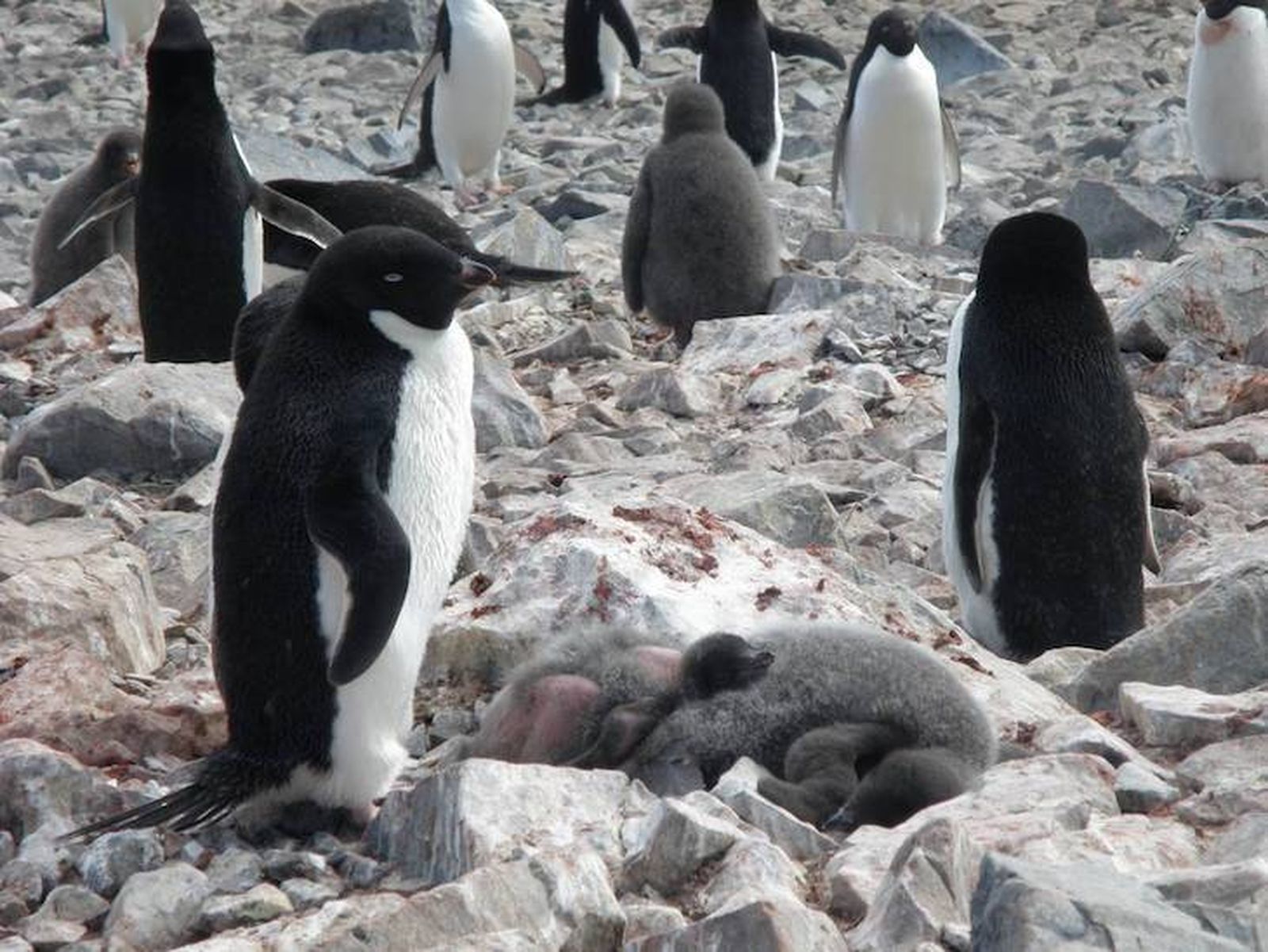 Hallan microplásticos en la dieta de los pingüinos de la Antártida