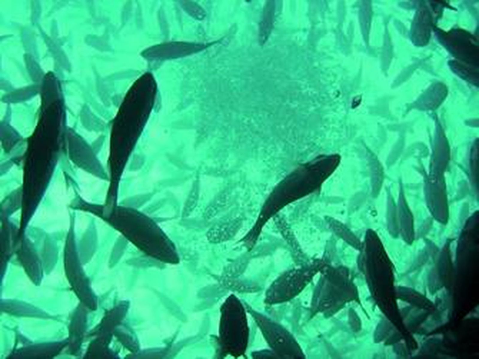 Uno de los estanques de una jaula de una granja de lubinas.