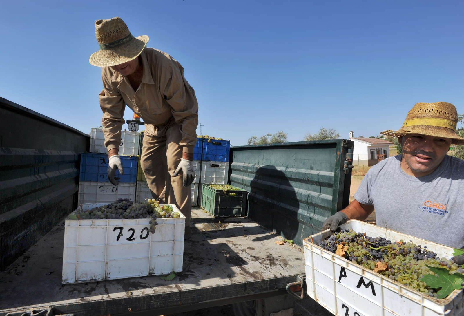 Así se elabora el vino Pedro Ximénez
