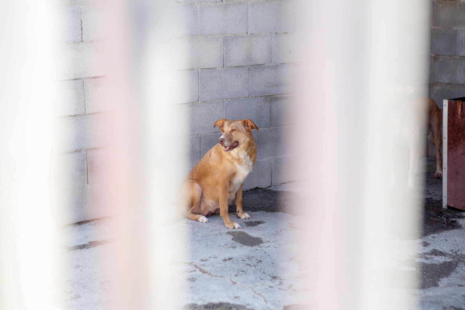 Las fotos de la protectora de animales de La Línea El gato andaluz
