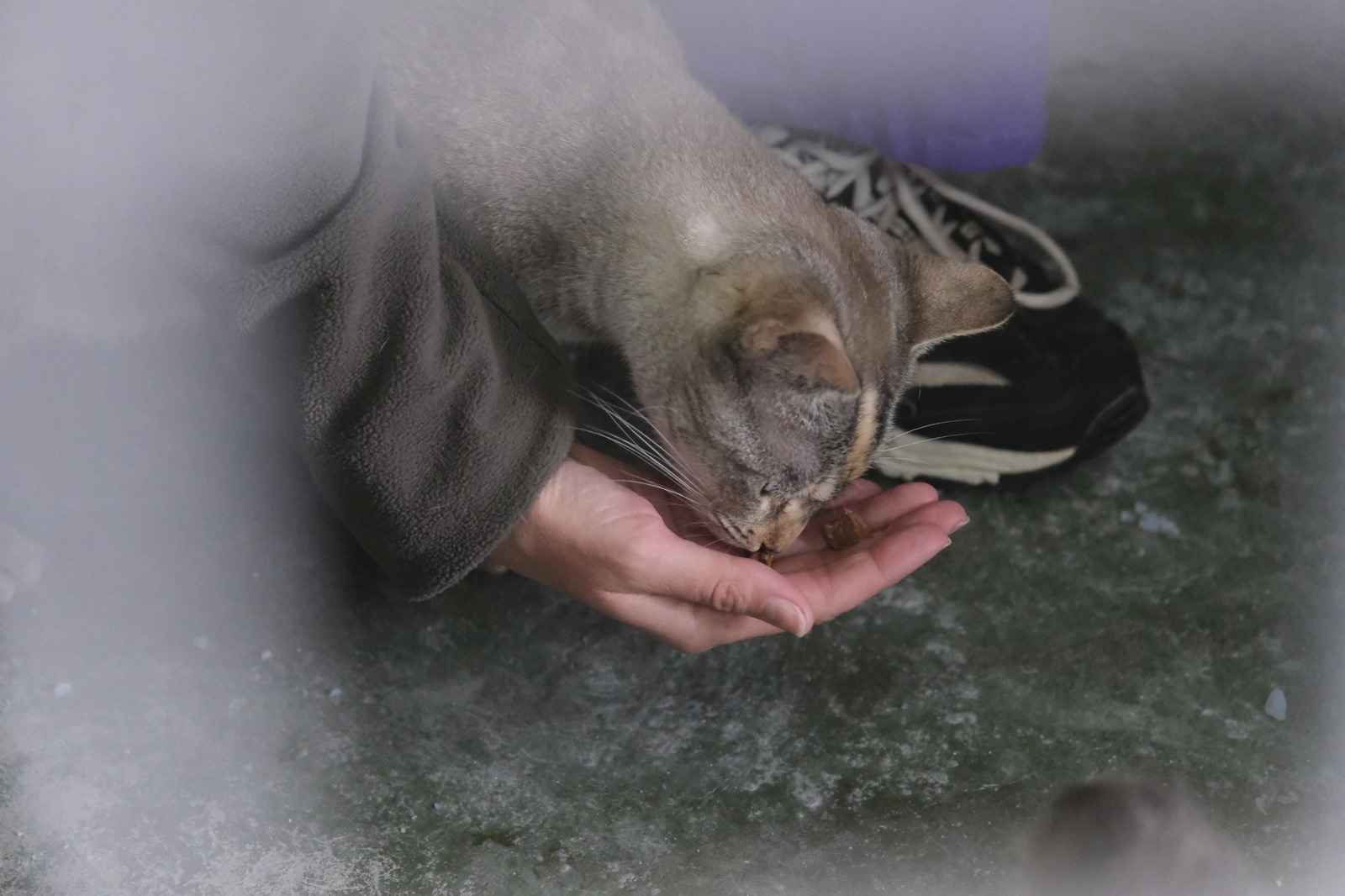 Un paseo por el Centro de Salud y Bienestar Animal de Córdoba, en imágenes