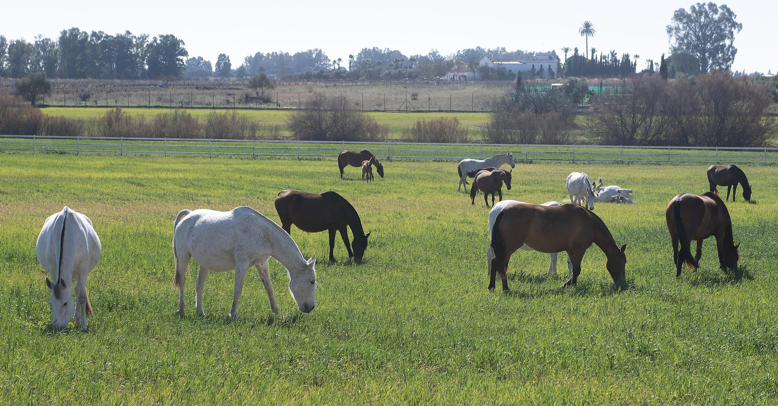 Un día de matanza en una finca sevillana