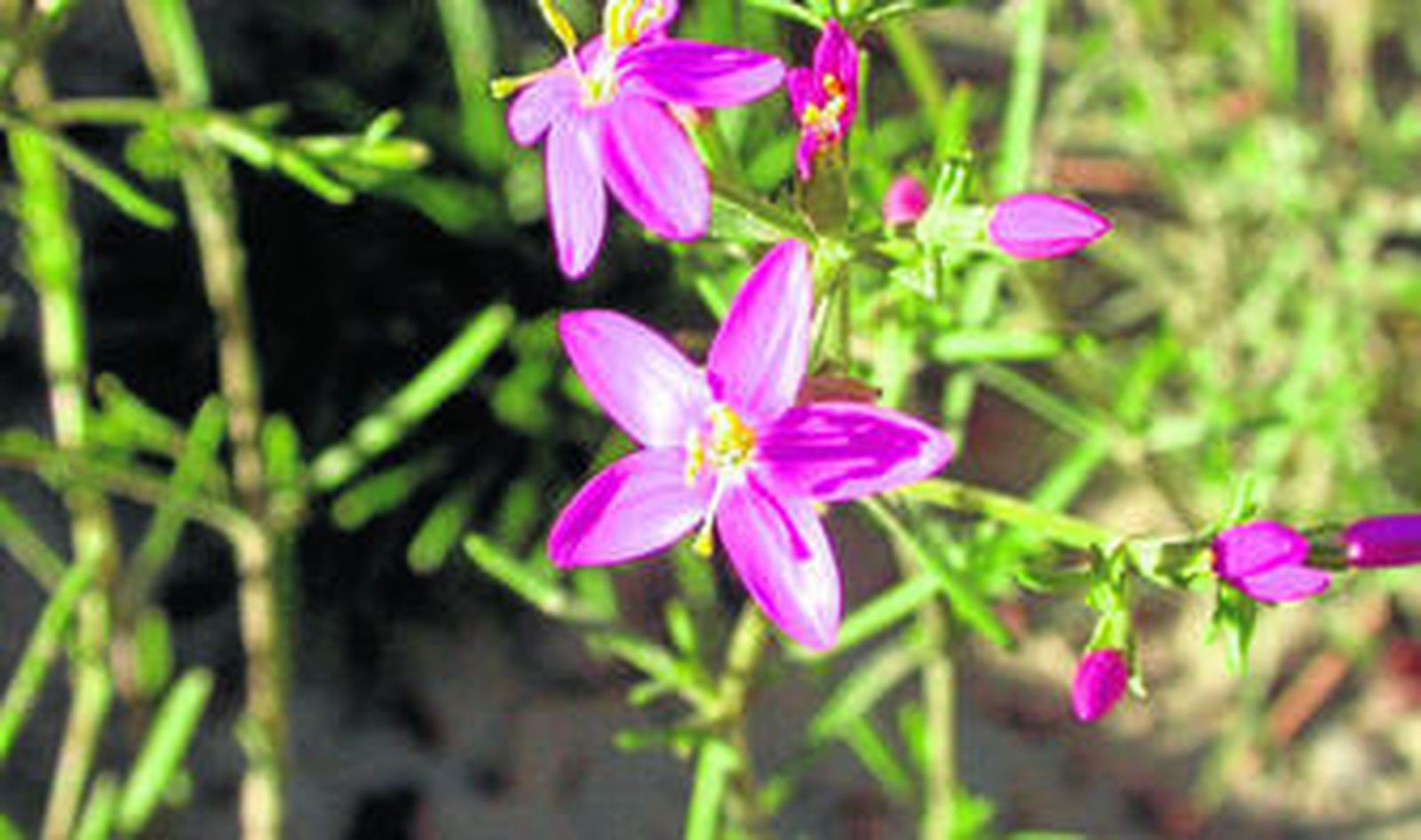 La flor, elegida planta del mes por el Jardín Botánico de Sierra María-Los Vélez, está en peligro de desaparecer.
