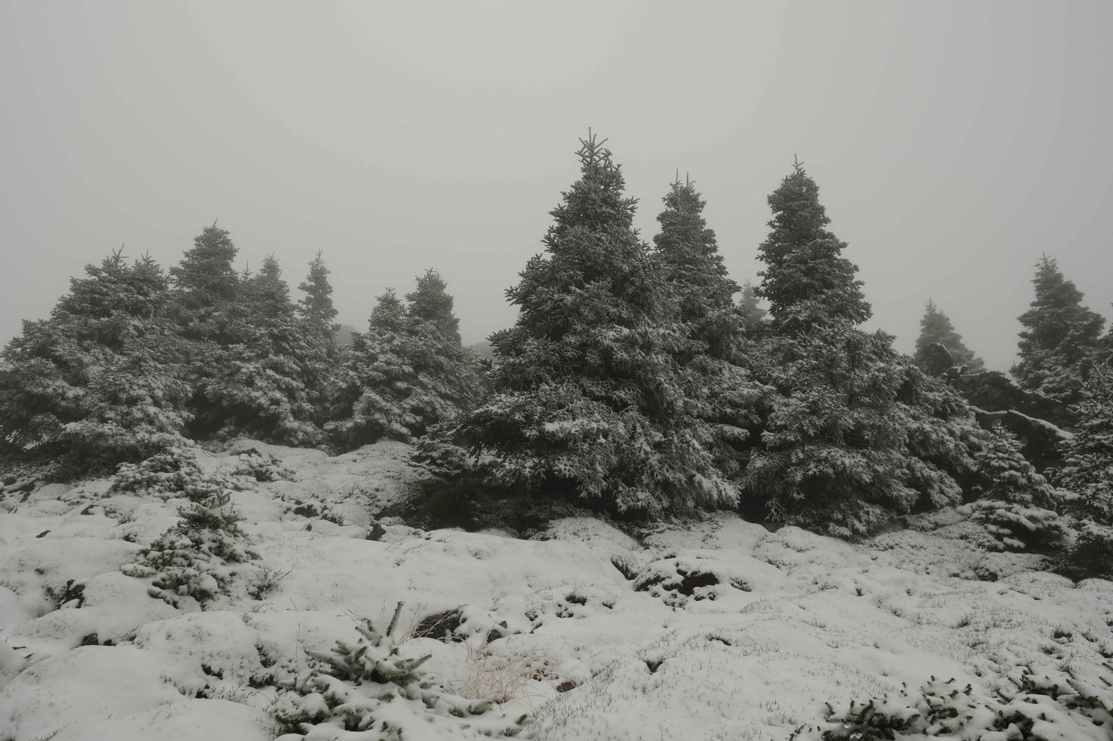 Estampa invernal en al Parque Nacional Sierra de las Nieves, en imágenes