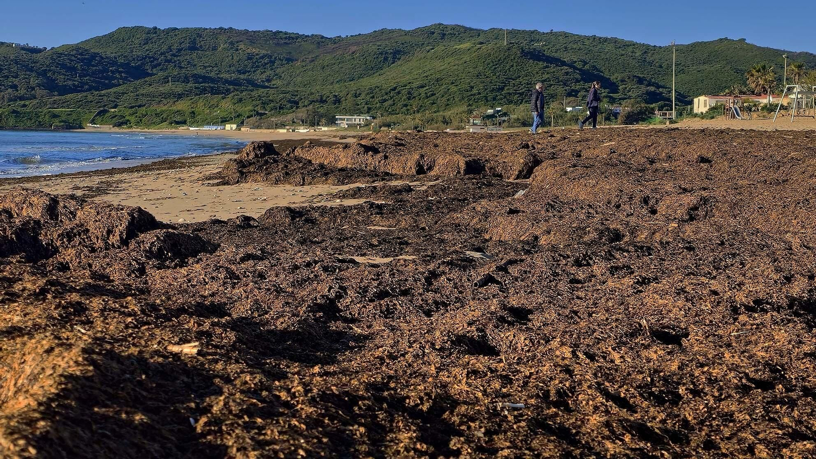 Imágenes del manto de alga parda en la playa de Getares