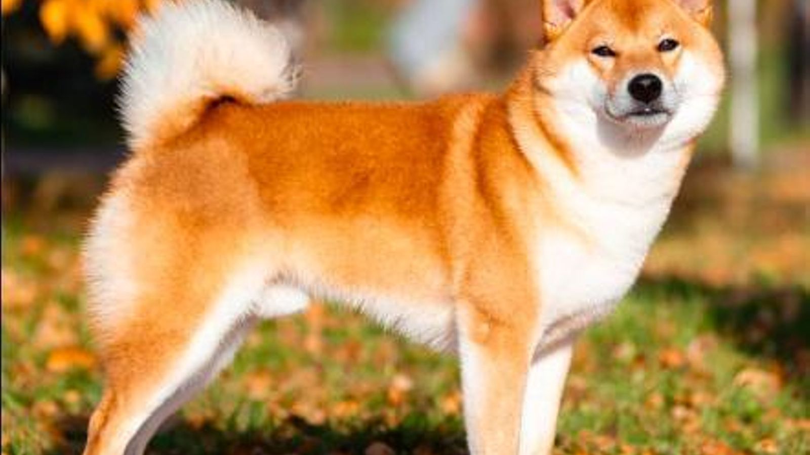 Shiba inu