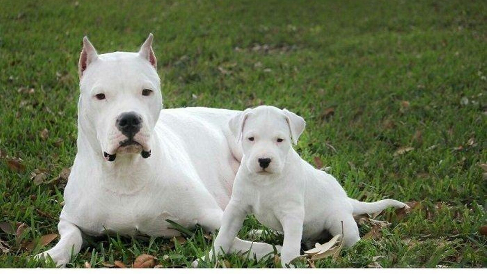 Dogo-Argentino Dogo-Argentino