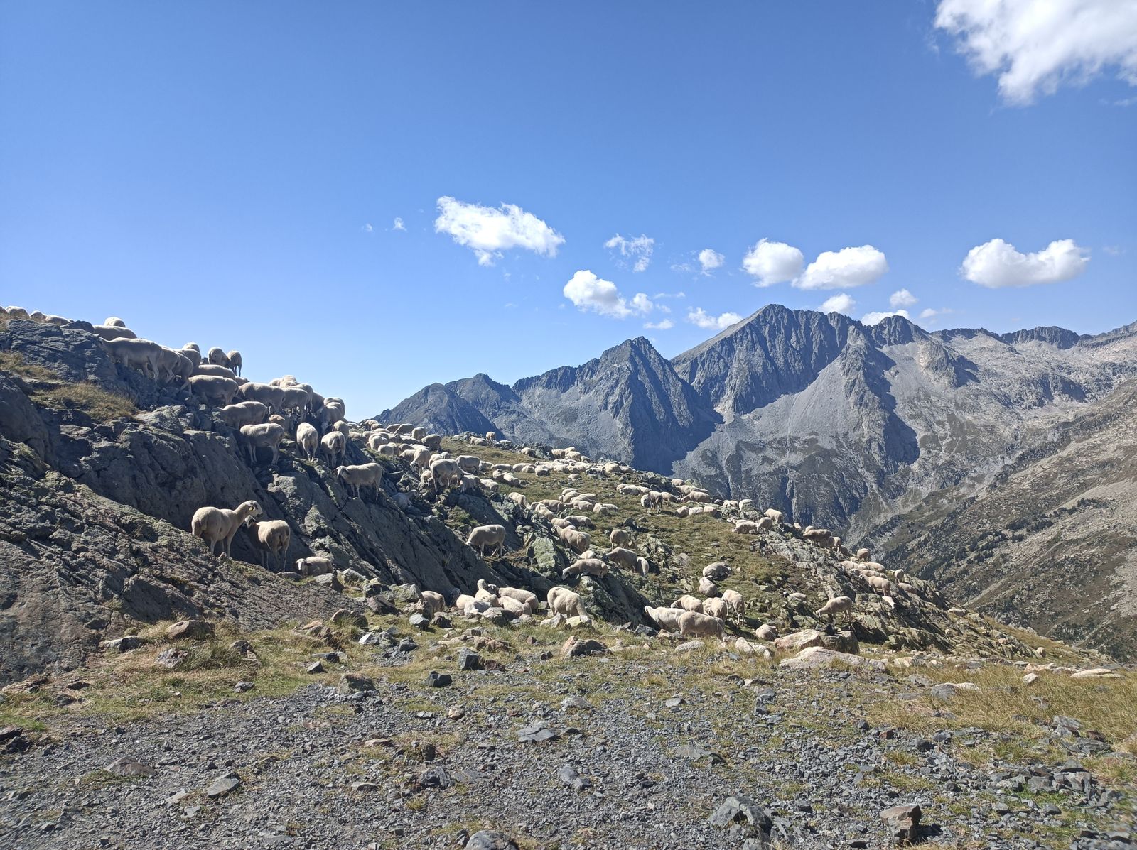 Ganado en el Puerto de Viella.