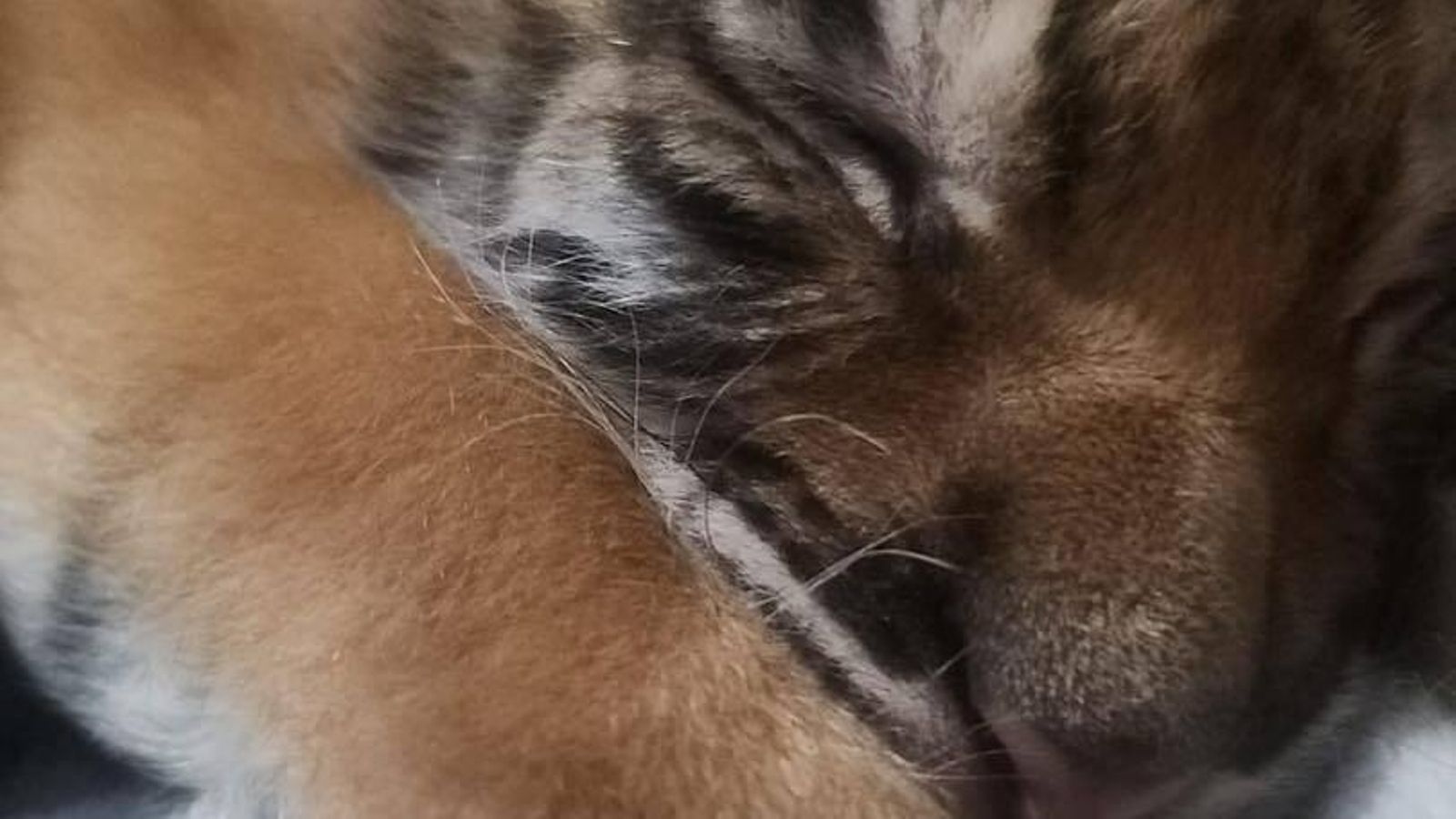 El cachorro de tigre de Bengala de 'La pequeña África'.