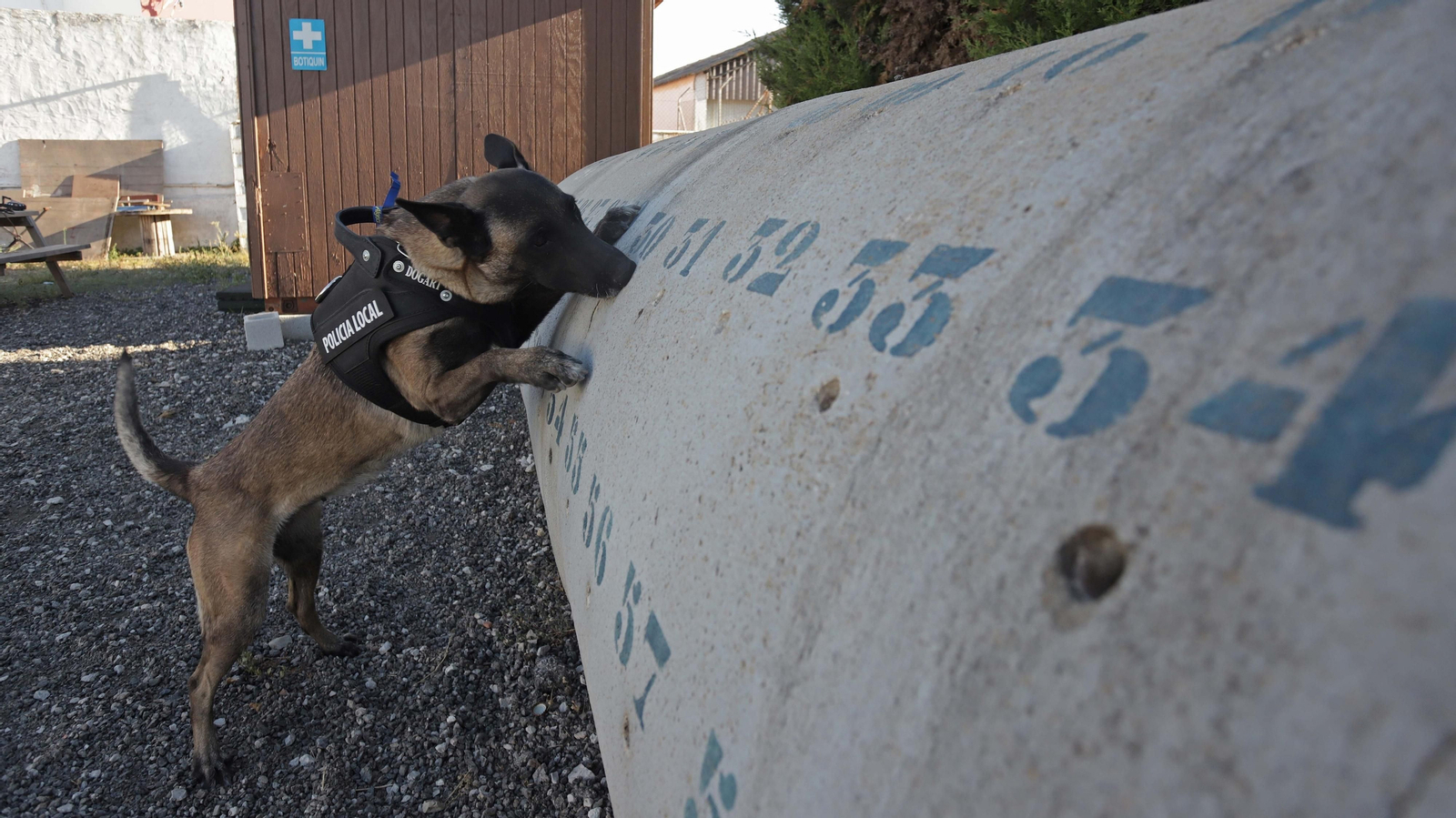 Fotos de la Unidad Canina de la Policía Local de Algeciras