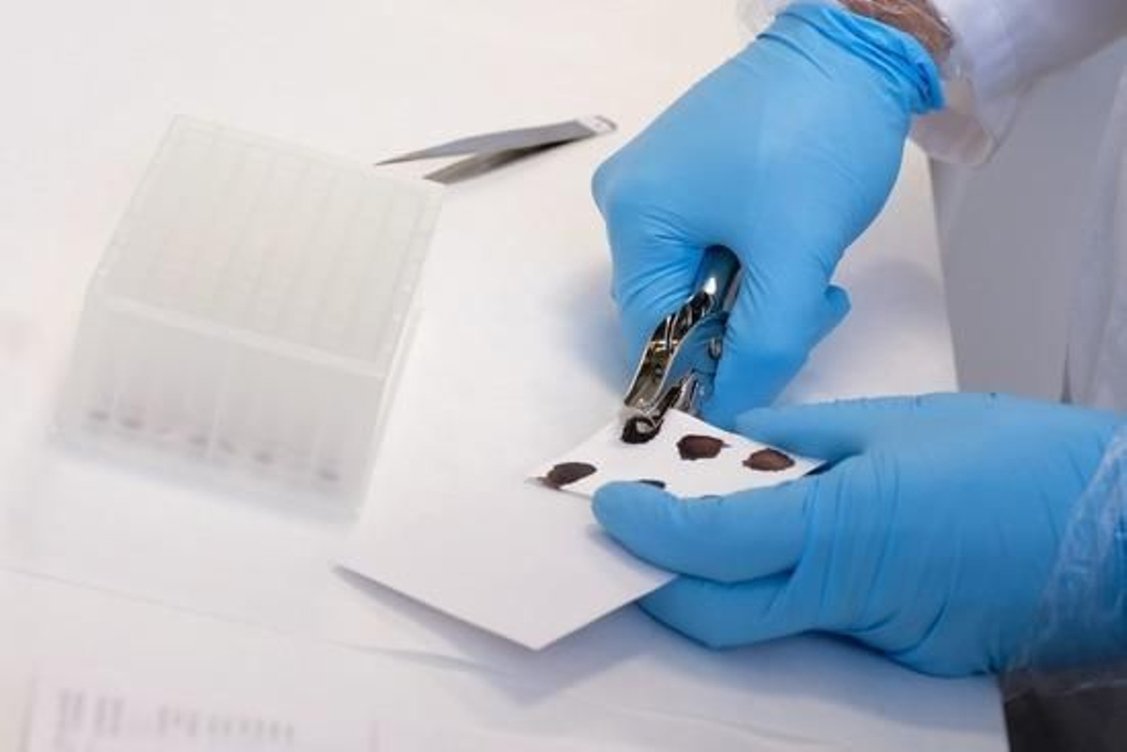 Uno de los profesionales del laboratorio de ANCCE manejando muestras equinas.