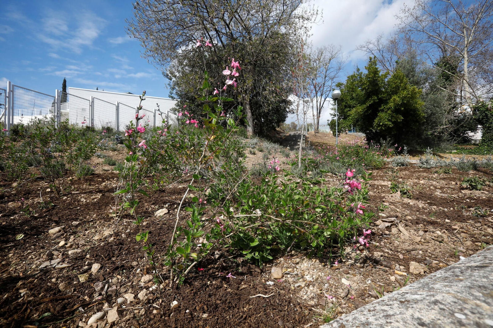 Las zonas verdes repobladas del Hospital Reina Sofía de Córdoba, en imágenes