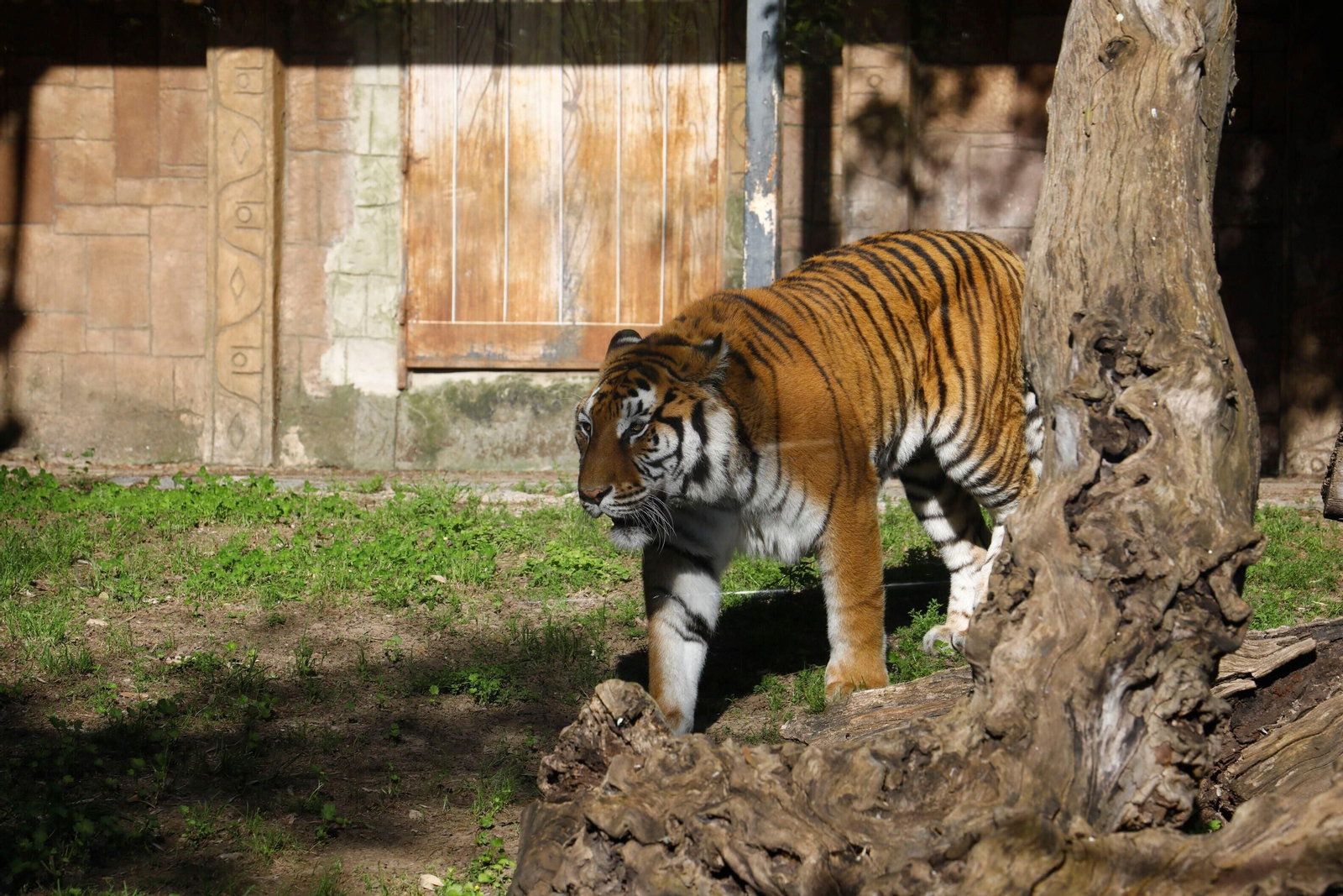 El Zoo de Córdoba recibe a dos tigres de bengala, en imágenes