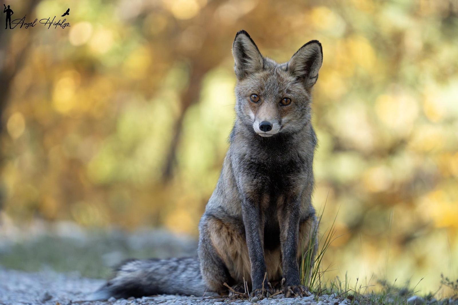 Ángel Hidalgo, el fotógrafo que inmortalizó al lince blanco Satureja: