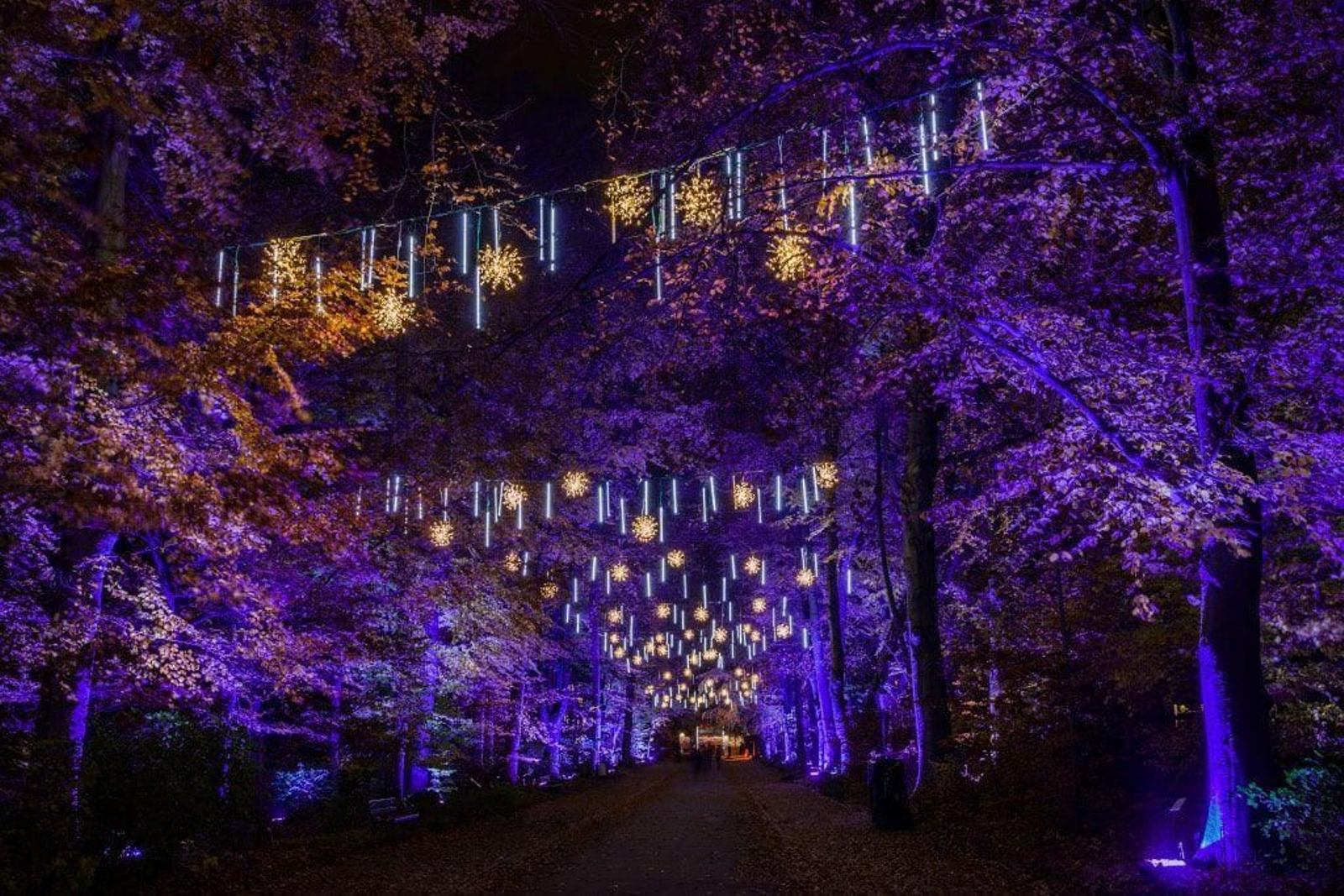 Camino de Las Luces del Botánico.