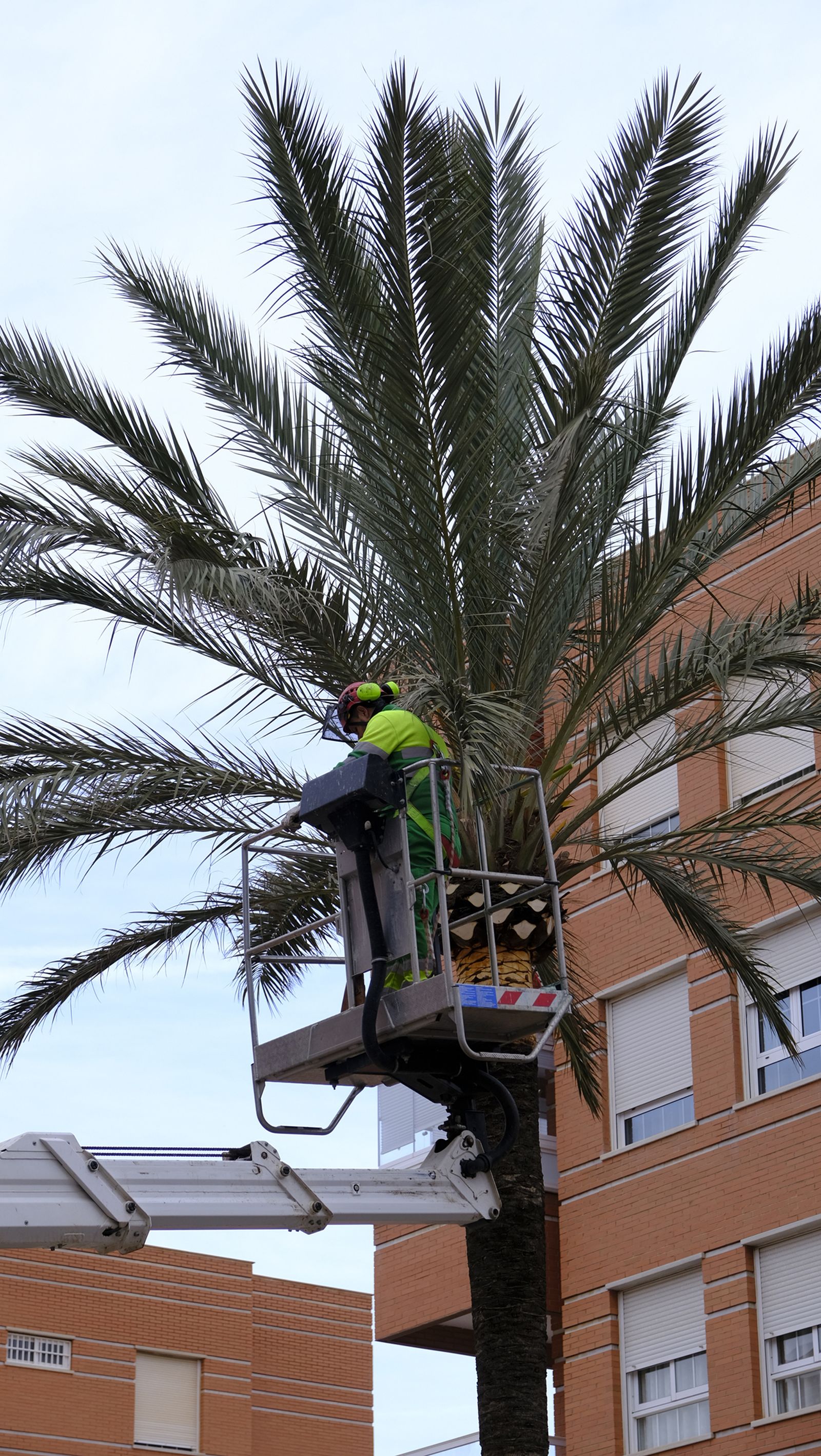 Fotogalería de la poda e inspección de las palmeras de la Avenida Cabo de Gata. Almería.