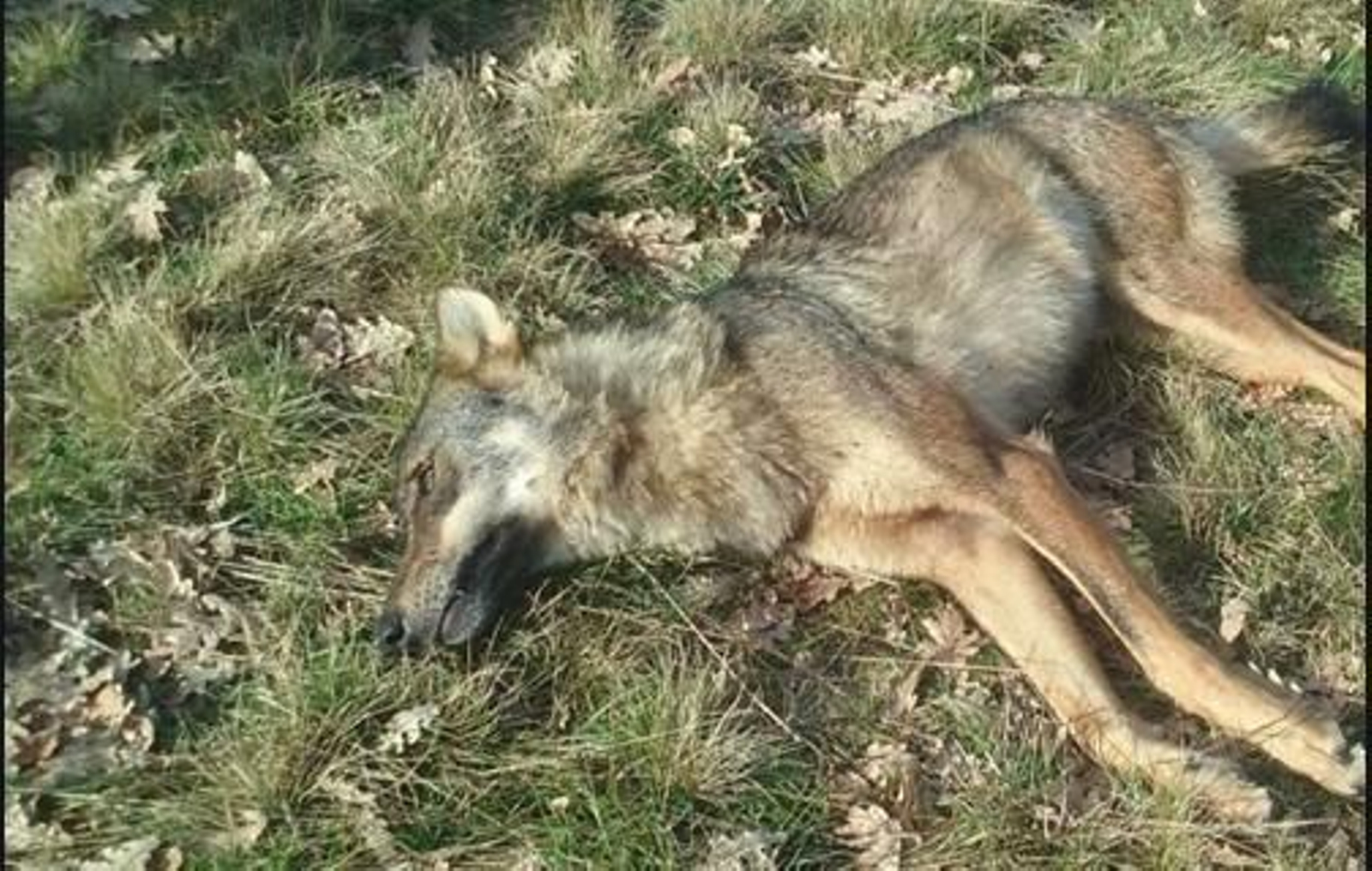 Matan 6 lobos para fingir daños en la ganadería y cobran 60.000 euros