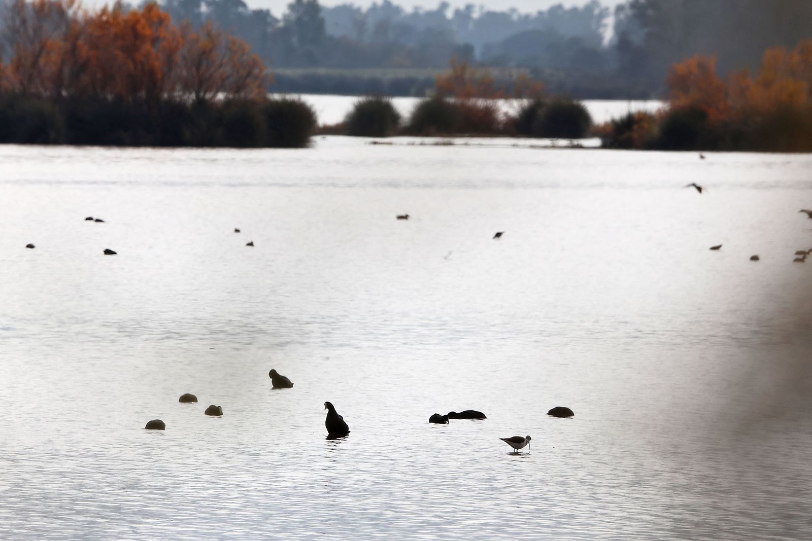 Estado actual en el que se encuentran las Marismas del Rocío tras las últimas lluvias