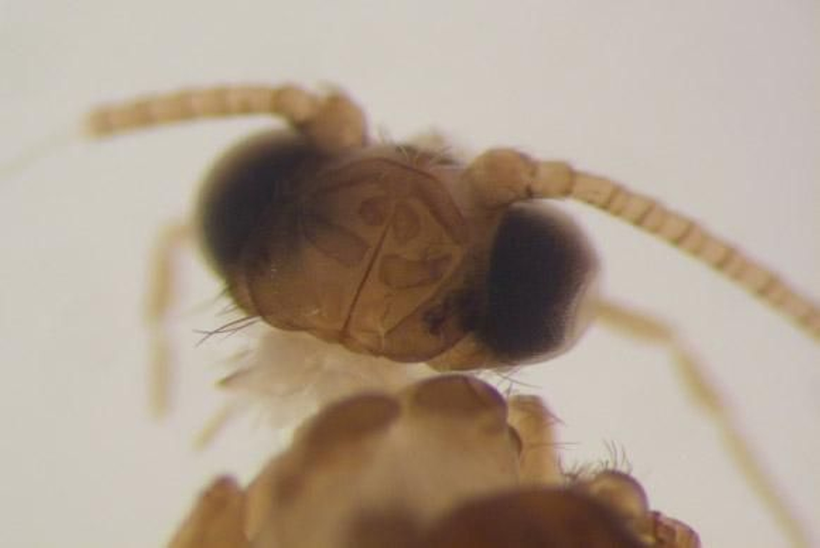 Científicos de la UPO localizan en Cádiz un insecto que se creía extinguido en Europa