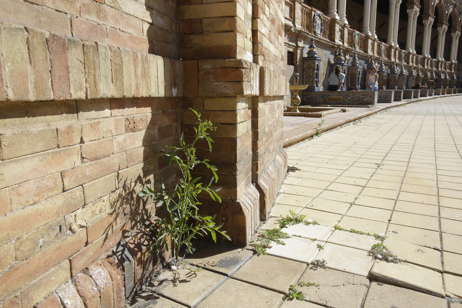 Mal estado de los arriates y plantas en la Plaza de España