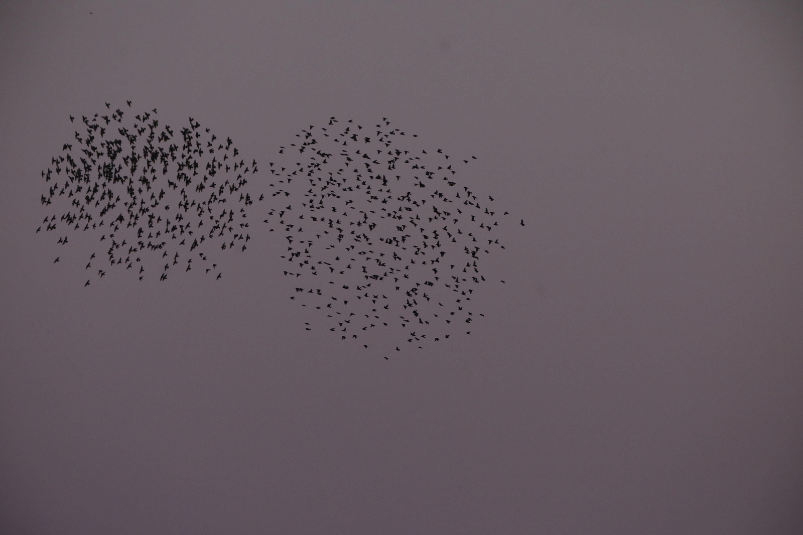 Las aves que habitan en Los Sotos de la Albolafia de Córdoba, en fotografías