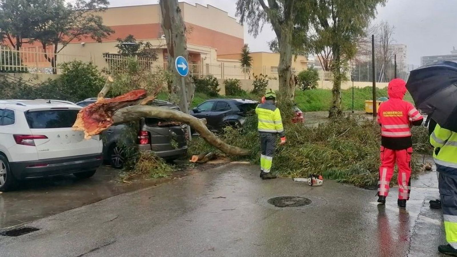 Arbol caido en la provincia de Málaga durante el temporal