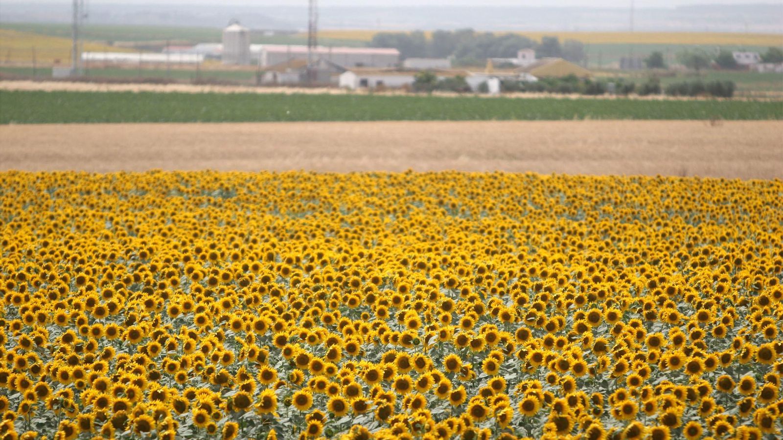 Campo de girasol Campo de girasol