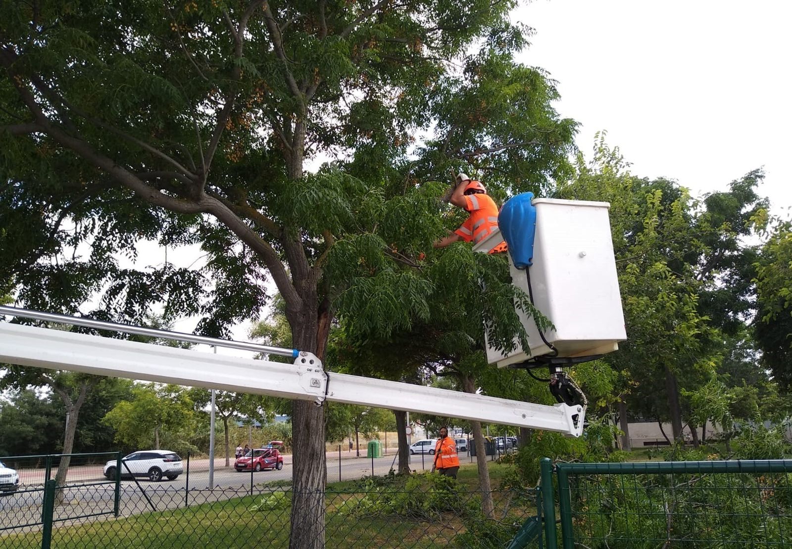 Un momento de las tareas de poda en el parque Iguazú.