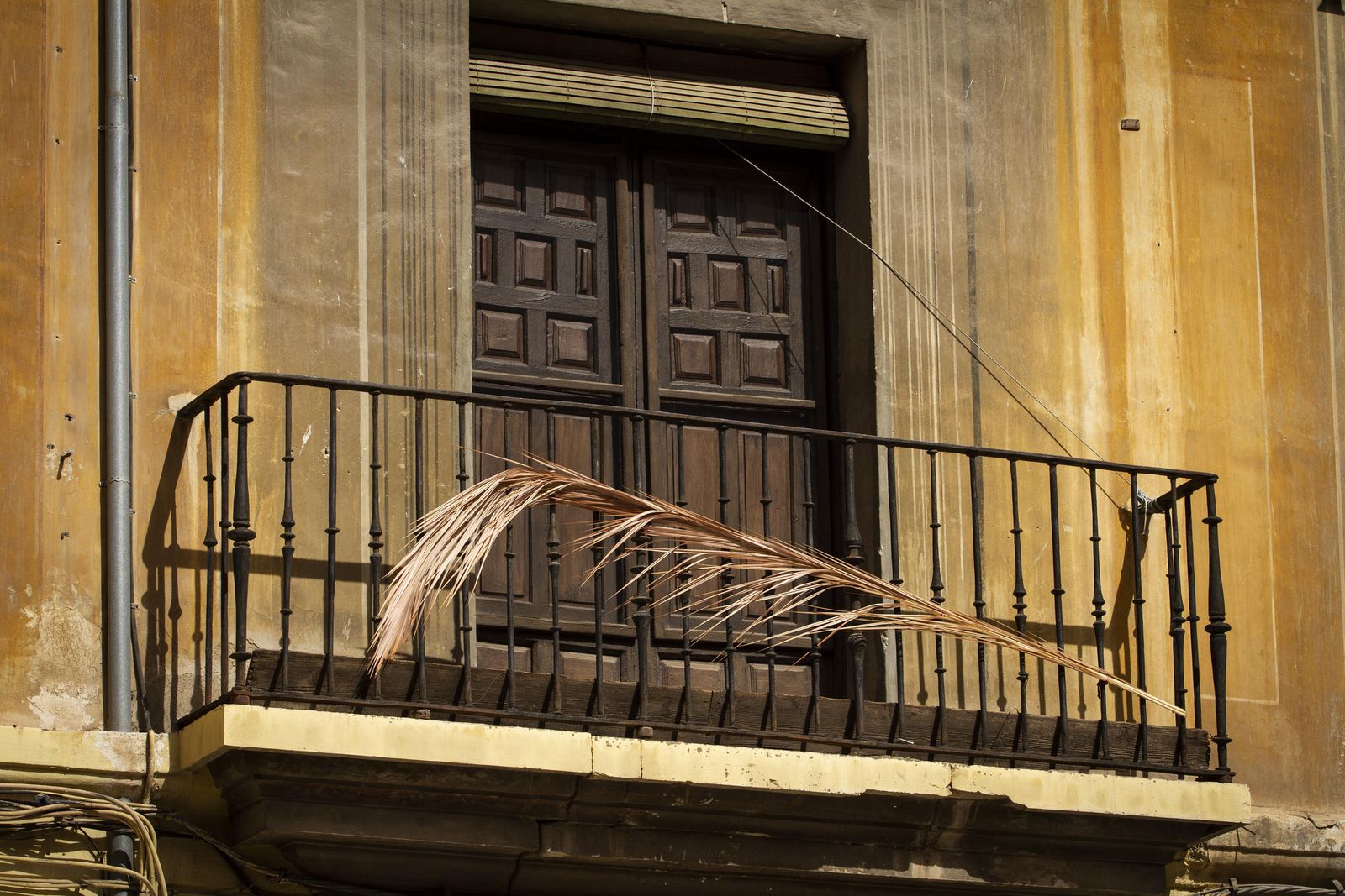 Una palma en un balcón de Granada